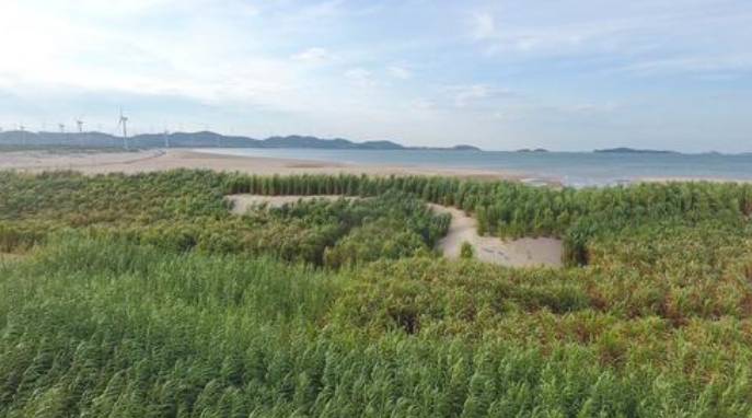 跨越山海的“幸福草”2025-08-03，在第三次“一带一路”建设座谈会上，习近平回忆起一件往事——在福建工作期间，习近平接待了来访的巴布亚新几内亚东高地省省长拉法纳玛。“我向他介绍了菌草技术，这位省长一听很感兴趣。我就派《山海情》里的那个林占熺去了。”菌草，正是在习近平的推动下，为“闽宁合作”打开了一扇门。